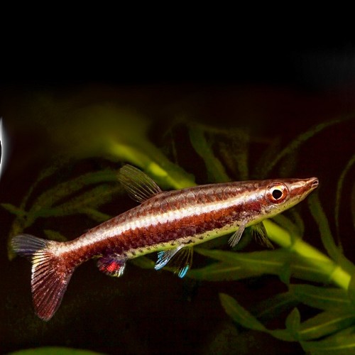 Nannobrycon eques - Spitzmaul Ziersalmler